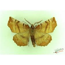 Attēlu rezultāti vaicājumam “Ennomos autumnaria male”