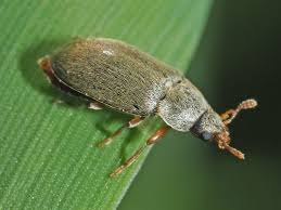 Attēlu rezultāti vaicājumam “Byturus tomentosus”