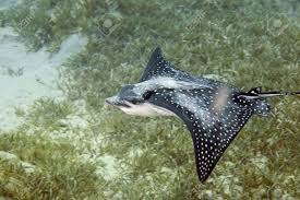 Image result for Aetobatus narinari