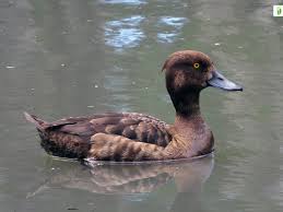 Attēlu rezultāti vaicājumam “Aythya fuligula female”