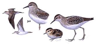 Image result for Calidris subminuta