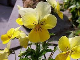 Image result for Veilchen