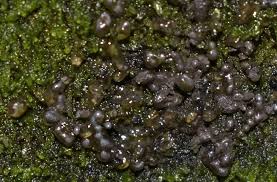 Attēlu rezultāti vaicājumam “Colloderma oculatum”