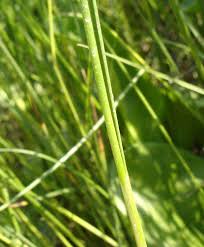 Attēlu rezultāti vaicājumam “Juncus gerardii bud”