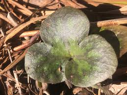 Attēlu rezultāti vaicājumam “Hepatica nobilis bud”