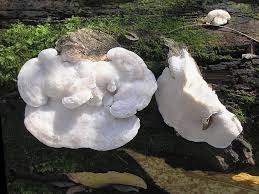 Attēlu rezultāti vaicājumam “Postia stiptica”