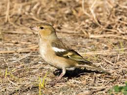 Attēlu rezultāti vaicājumam “Fringilla coelebs female”