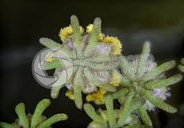 Attēlu rezultāti vaicājumam “Marchantia polymorpha”