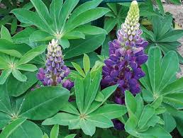 Attēlu rezultāti vaicājumam “Lupinus polyphyllus”