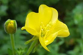 Image result for Nachtkerze