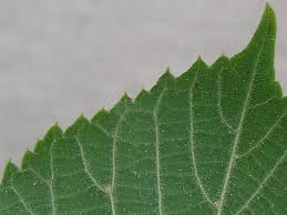 Attēlu rezultāti vaicājumam “Tilia platyphyllos subsp. cordifolia”