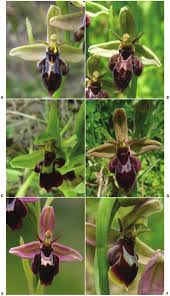 Attēlu rezultāti vaicājumam “Ophrys insectifera leaf”