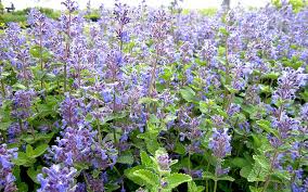 Image result for Katzenminze