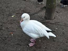 Image result for Anser caerulescens