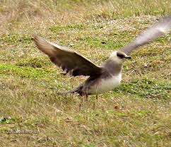 Attēlu rezultāti vaicājumam “Stercorarius parasiticus”