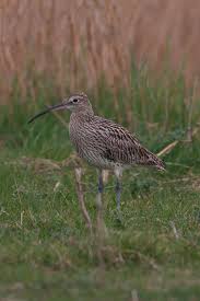 Attēlu rezultāti vaicājumam “Numenius arquata”