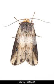 Attēlu rezultāti vaicājumam “Axylia putris”