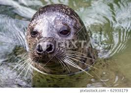 Image result for Phoca vitulina
