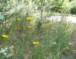 Attēlu rezultāti vaicājumam “Tragopogon pratensis subsp. pratensis”