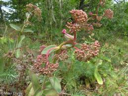 Attēlu rezultāti vaicājumam “Hylotelephium maximum flower”