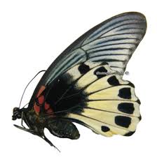 Attēlu rezultāti vaicājumam “Papilionidae”