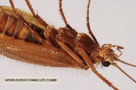 Attēlu rezultāti vaicājumam “Chaetopteryx villosa”