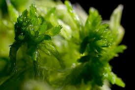 Attēlu rezultāti vaicājumam “Sphagnum subsecundum”