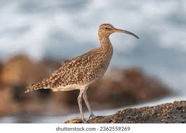 Attēlu rezultāti vaicājumam “Numenius arquata”