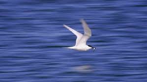 Attēlu rezultāti vaicājumam “Sterna sandvicensis”