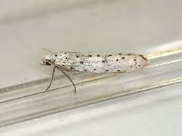 Attēlu rezultāti vaicājumam “Yponomeuta malinellus / cagnagella”