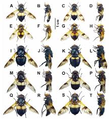 Attēlu rezultāti vaicājumam “Volucella pellucens”