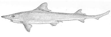 Image result for Mustelus canis