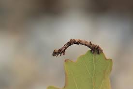 Attēlu rezultāti vaicājumam “Ennomos erosaria”