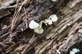 Attēlu rezultāti vaicājumam “Crepidotus applanatus”