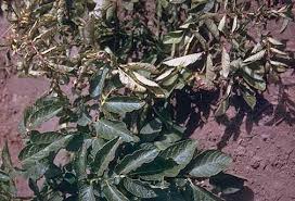 Attēlu rezultāti vaicājumam “Solanum tuberosum leaf”