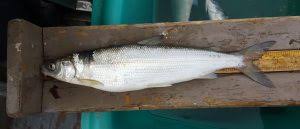 Image result for Coregonus artedi