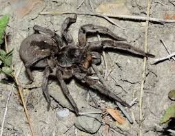 Image result for spider