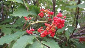 Attēlu rezultāti vaicājumam “Sambucus racemosa fruit”