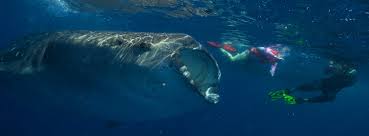 Image result for Splash Divers Sub Sub Aqua Club