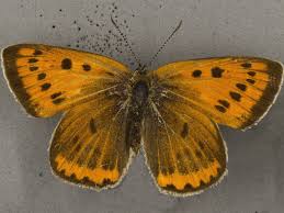 Attēlu rezultāti vaicājumam “Lycaena dispar female”