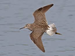 Attēlu rezultāti vaicājumam “Tringa glareola adult”