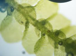 Attēlu rezultāti vaicājumam “Lejeunea cavifolia”