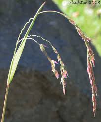 Attēlu rezultāti vaicājumam “Cinna latifolia”