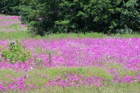 Image result for Phlox drummondii