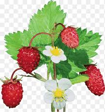Attēlu rezultāti vaicājumam “Fragaria viridis fruit”