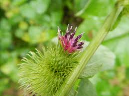 Attēlu rezultāti vaicājumam “Arctium nemorosum”