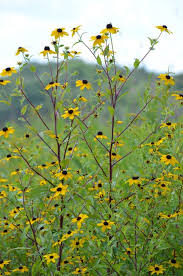 Image result for Rudbeckia