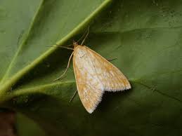 Attēlu rezultāti vaicājumam “Sitochroa verticalis”