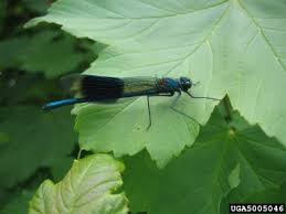 Attēlu rezultāti vaicājumam “Calopteryx splendens”