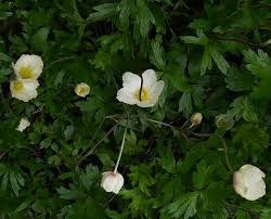 Attēlu rezultāti vaicājumam “Anemone sylvestris leaf”